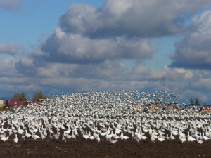 Snow Geese Oct 2013 019